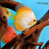 Live Fish Random Discus (6-7 Cms) | Single
