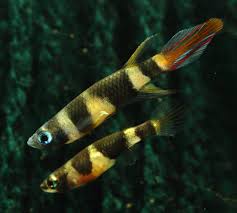 Live Fish Clown Kili | Single