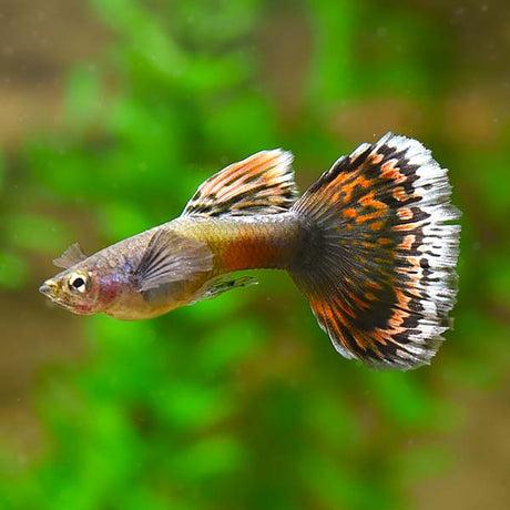 Live Fish Guppy Red Dragon