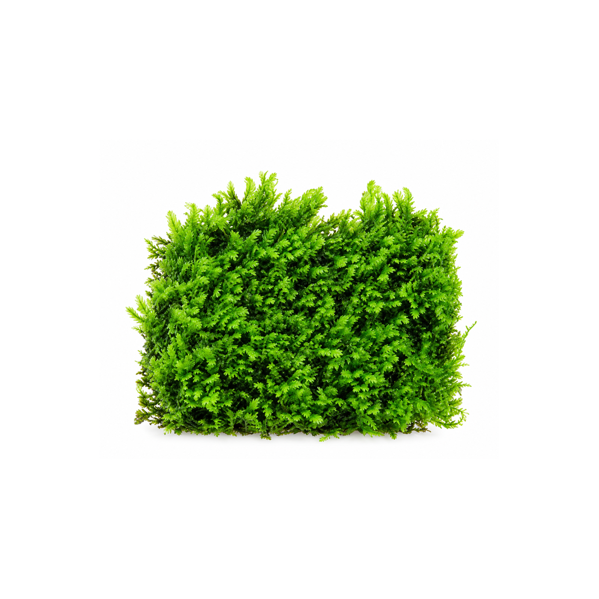 Sreepadma  Fissidens Moss (On Metal Pad) | Live Plants