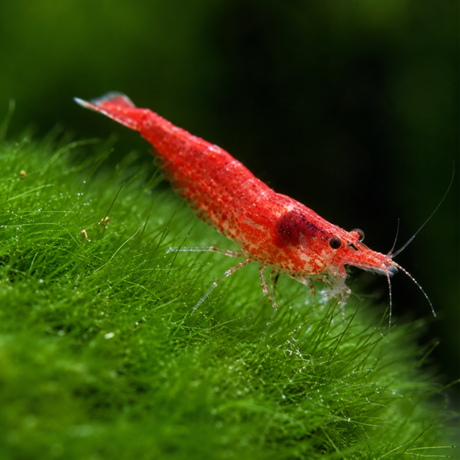 Live Fish Shrimp Fire Red | Single
