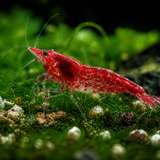 Live Fish Shrimp Fire Red | Single