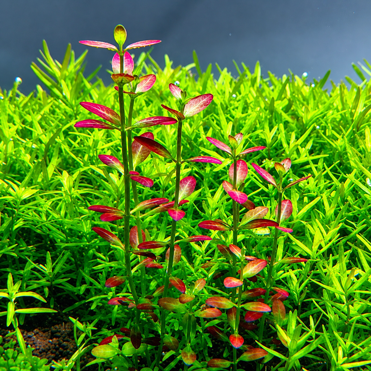 Sreepadma Rotala Ramosior Florida B126 | TC Live Plants