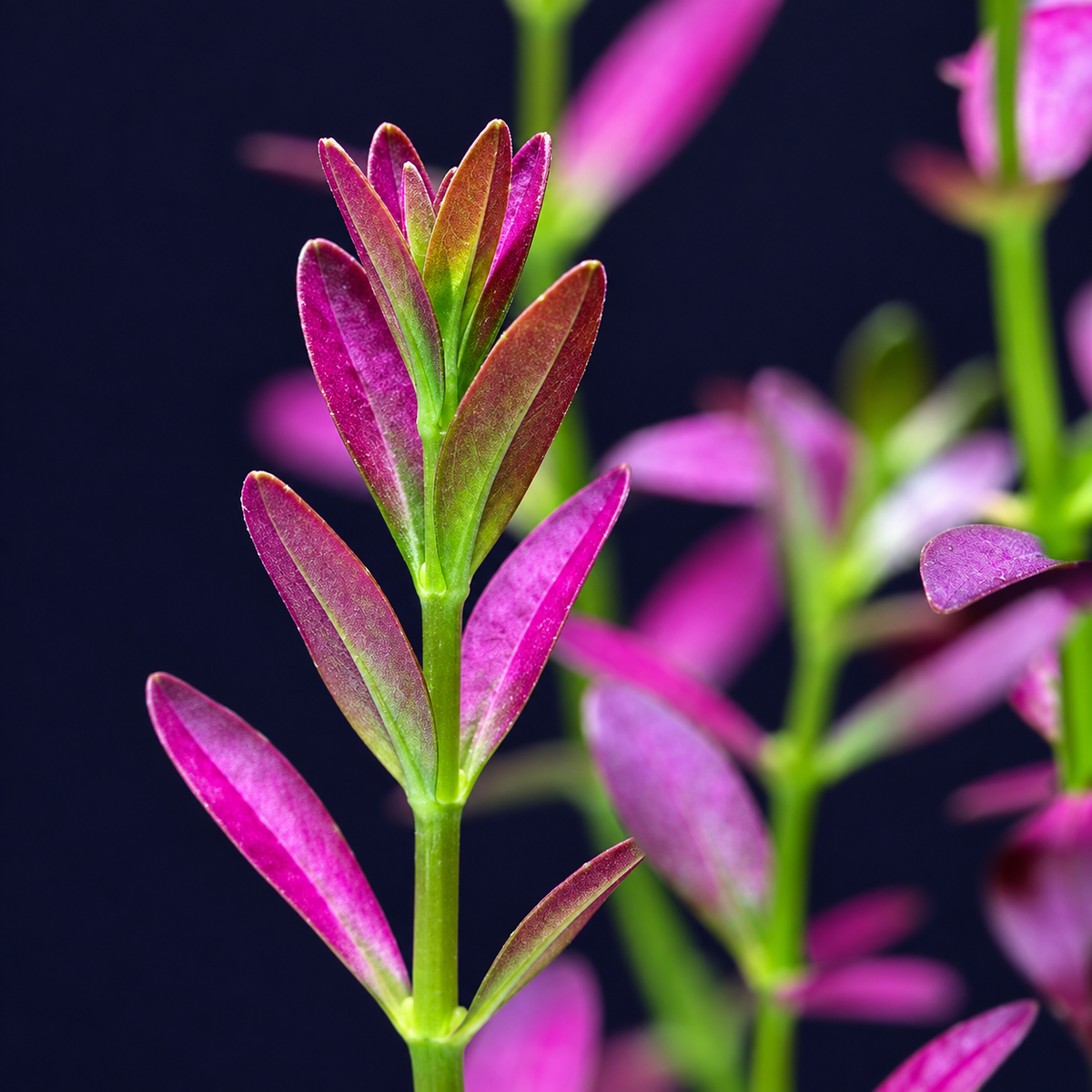 Sreepadma Rotala Ramosior Florida B126 | TC Live Plants