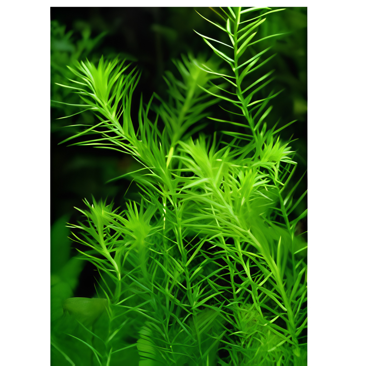 Sreepadma C48 Mayaca Fluviatilis | TC Live Plant