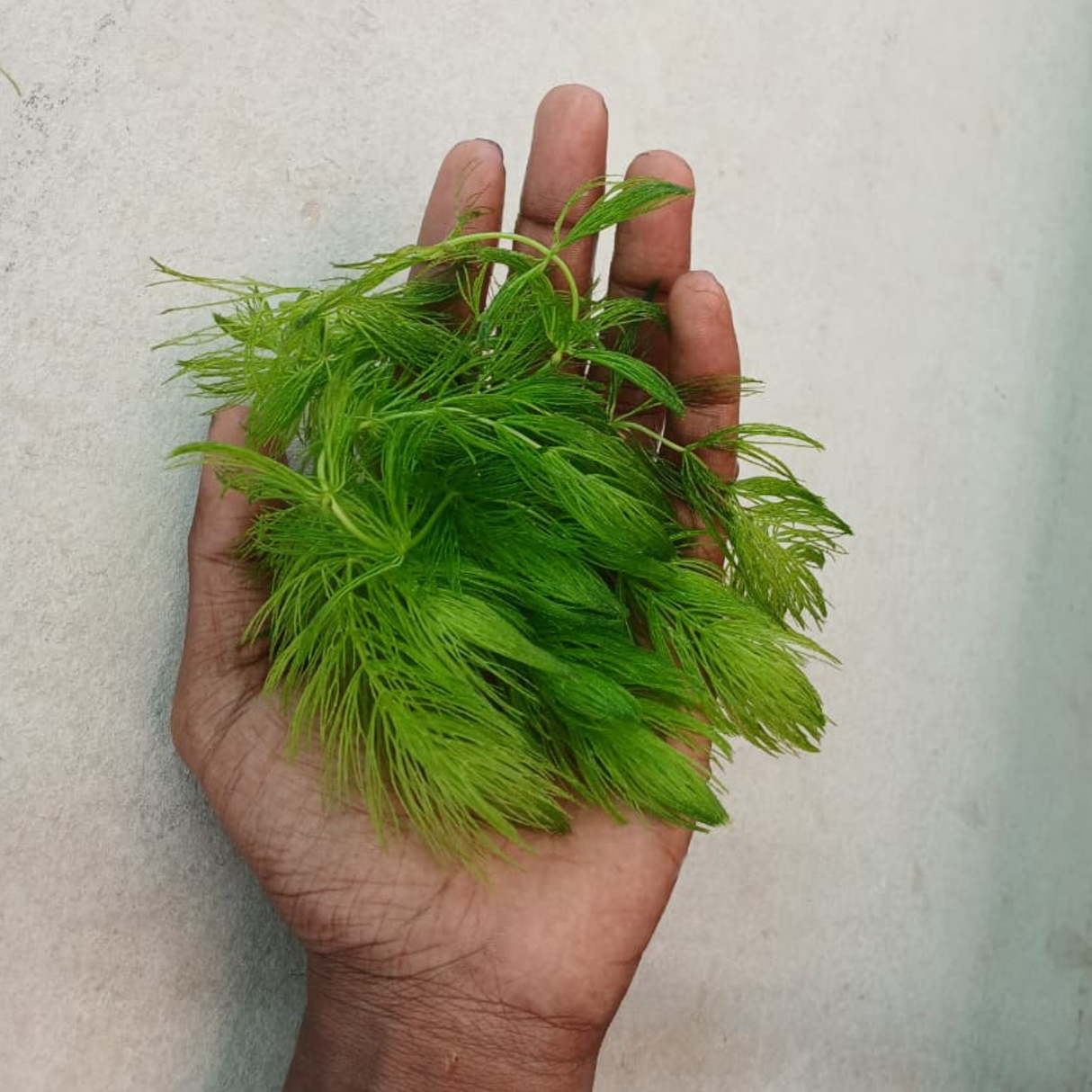 Hand holding a clump of green aquatic plants against a neutral background