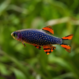 Live Fish Galaxy Rasbora Adult | Single