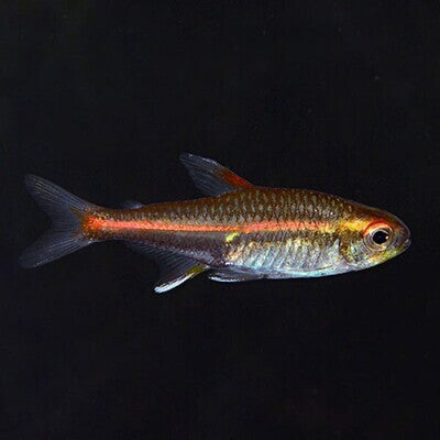Live Fish Glow Light Tetra | Planted Tank Fish | Single