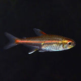 Glow Light Tetra | Planted Tank Fish | Single