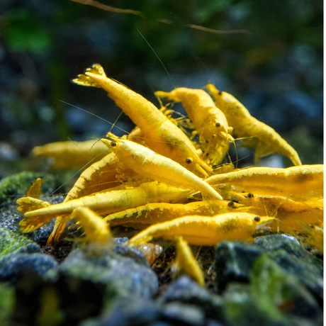 Live Fish Shrimp Golden Back Yellow Adult