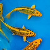 Live Fish Yellow Japanese Blood Line Koi