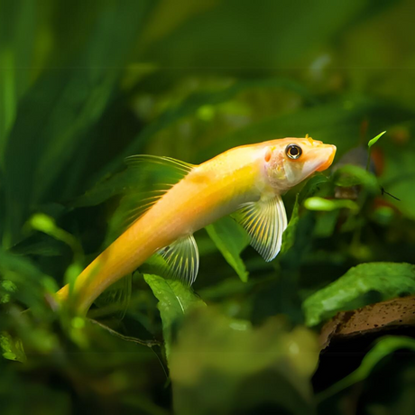 Live Fish Algae Eater Golden Algae Eater (2 Inches) | Single