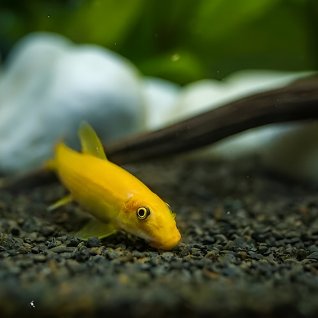 Live Fish Algae Eater Golden Algae Eater (2 Inches) | Single