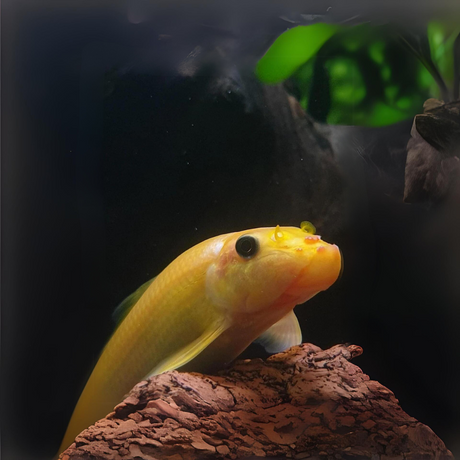 Live Fish Algae Eater Golden Algae Eater (2 Inches) | Single
