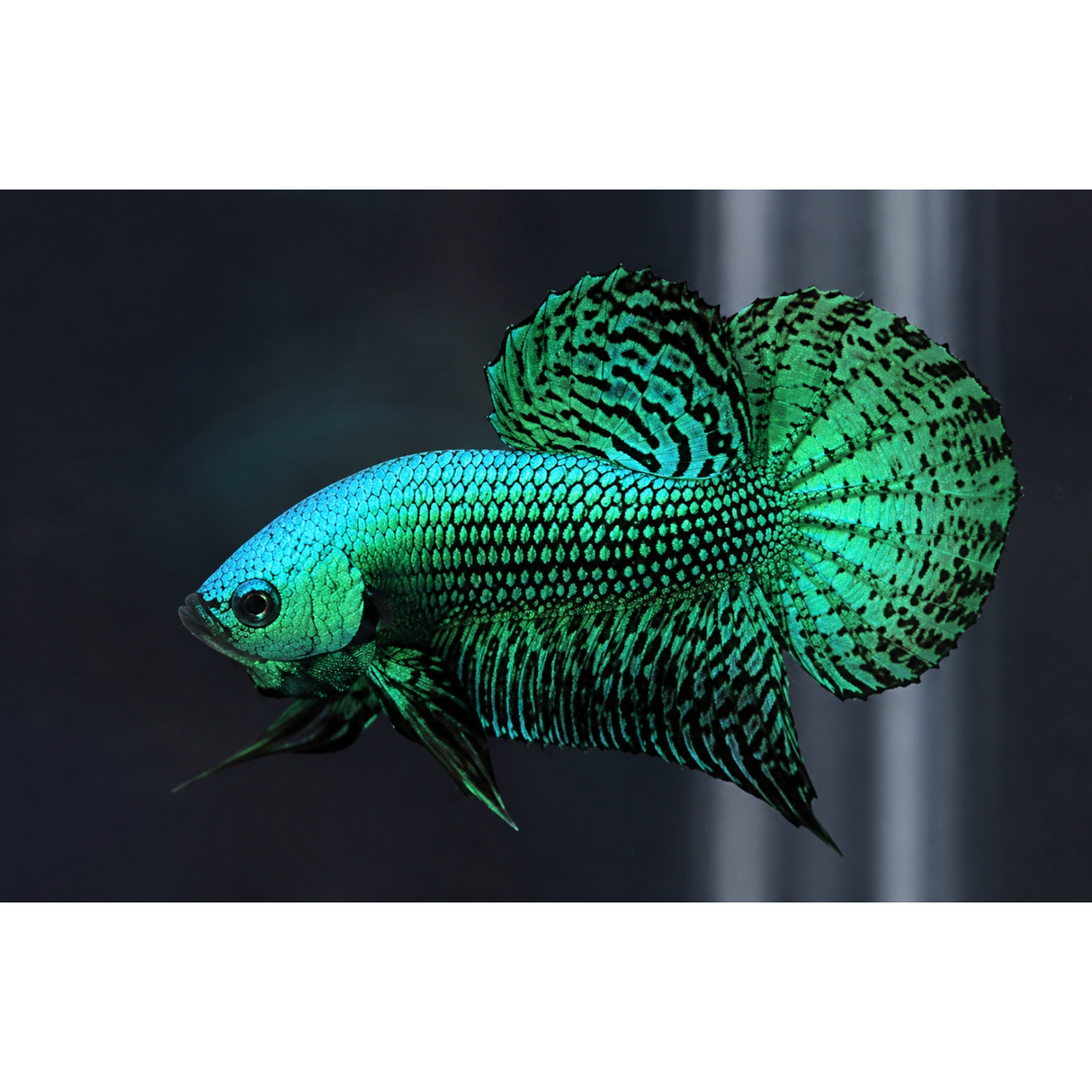 Live Fish  Alien Betta Green Color | Pair