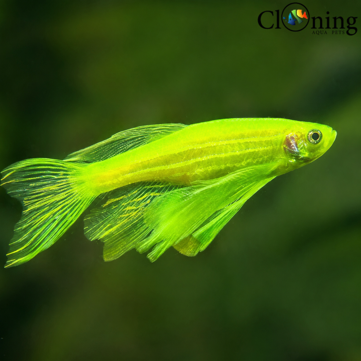 Live Fish Green Zebra Veiltail | Single