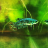 Live Fish  Alien Betta Green Color | Pair