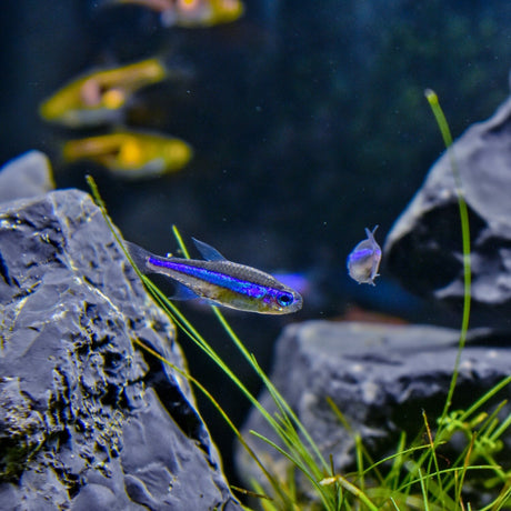 Live Fish Green Neon Tetra | Planted Tank Fish | Single