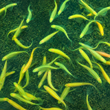 Live Fish Green Zebra Veiltail | Single
