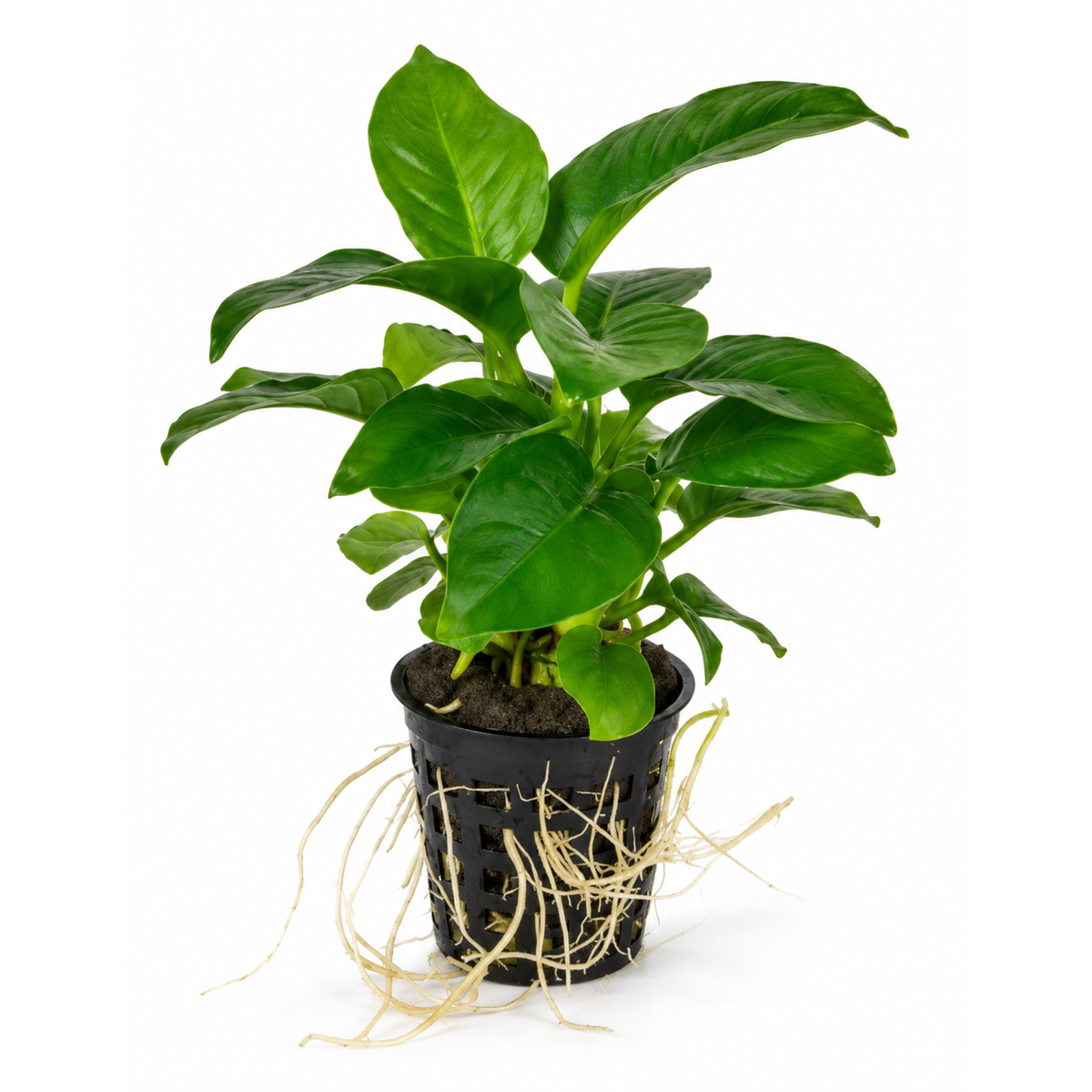 Sreepadma Anubias Heterophylla | Pot Live Plant