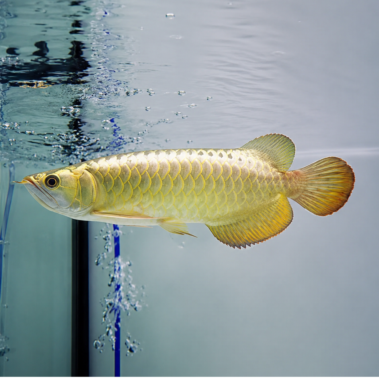 Live Fish Hiback Golden Arowana (6-7) Inches