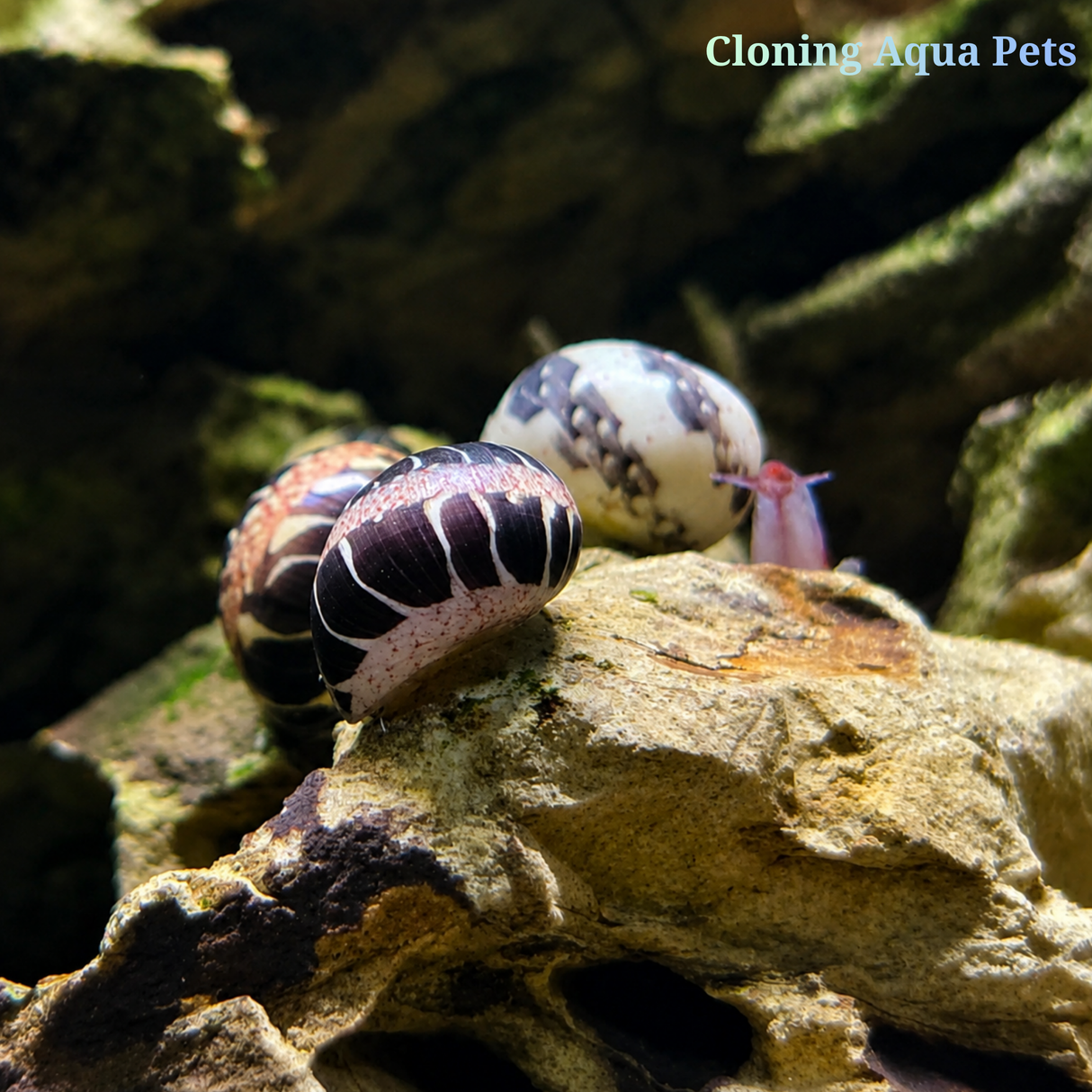 Live Fish Horned Snail | Single