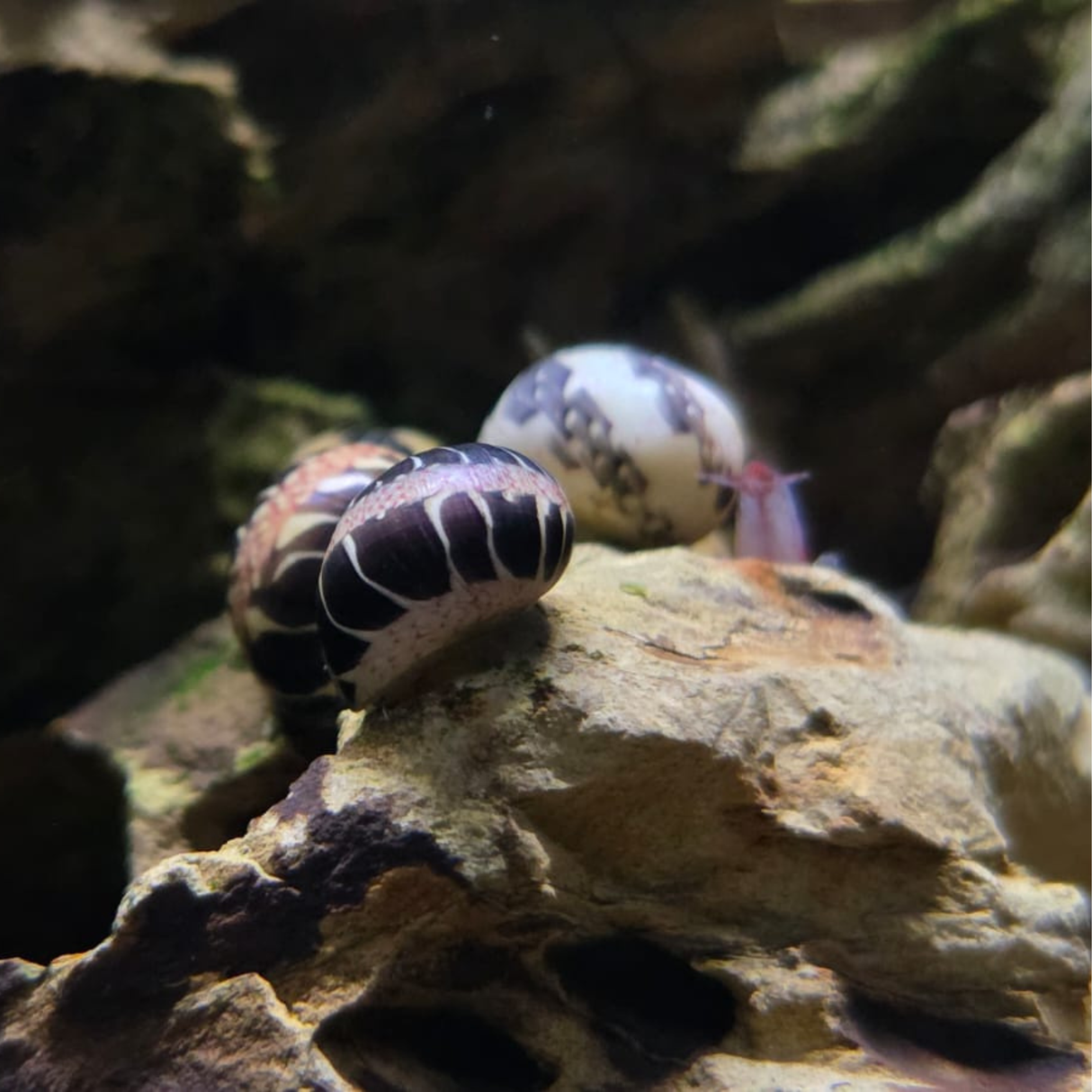 Two snails on a rock with a blurred natural background