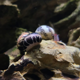 Two snails on a rock with a blurred natural background