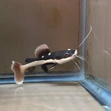 Live Fish Red Tail Cat (3-4 Inches) | Single
