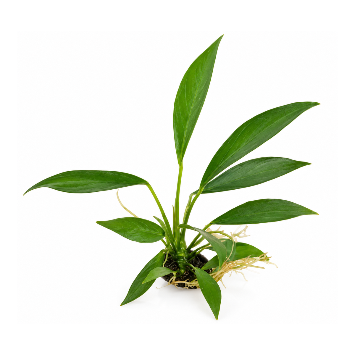 Sreepadma Anubias Lanceolata | Cup Live Plant