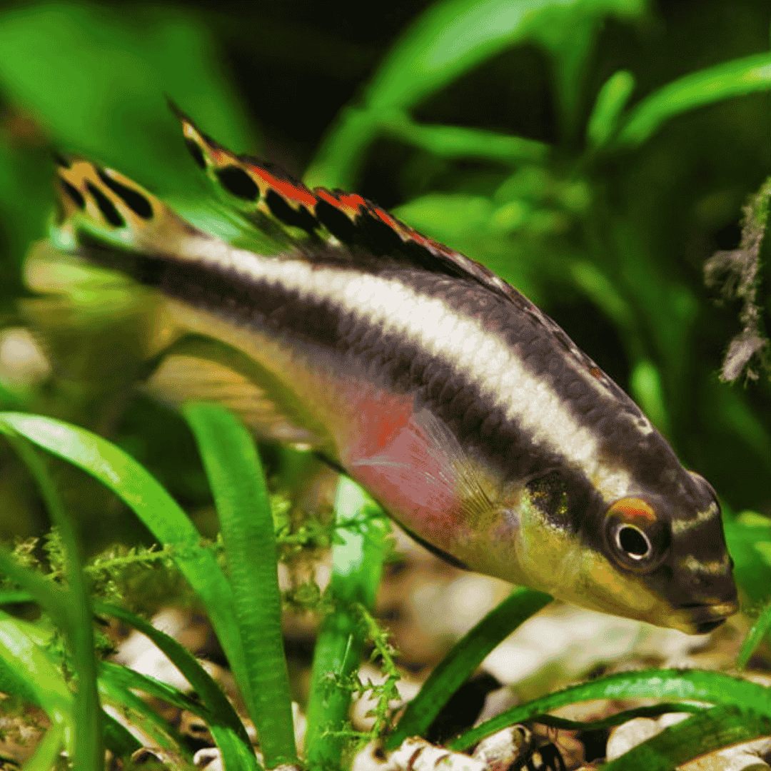 Rainbow kribensis (4-5 cms) | Single