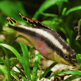 Rainbow kribensis (4-5 cms) | Single