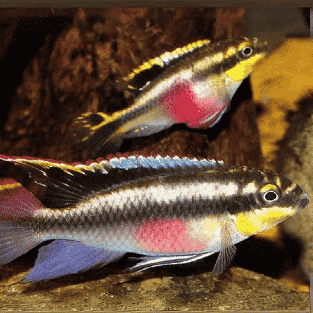 Rainbow kribensis (4-5 cms) | Single