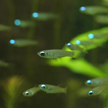 Live Fish Plant Tank Fish Assorted (Pair) = Neon Tetra┃Cardinal┃Harlequin Rasbora┃Red Ember┃Lamp Eye
