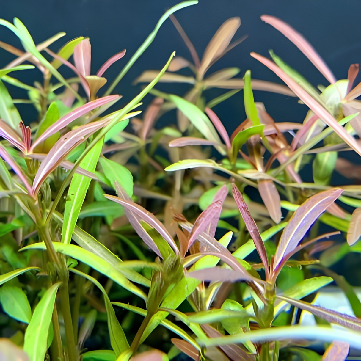 Sreepadma C124 Hygrophila Lancea Araguaia  | TC Live Plant