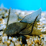 Live Fish Algae Eater Bristlenose Black Pleco Veil tail | Offer  (2-3 Cms) Single
