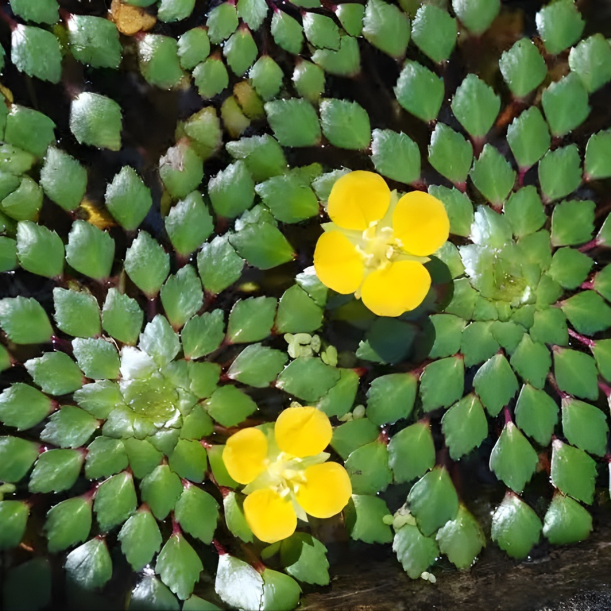 CAP Ludwigia Sedioides / Water Mosaic | Cup Live Plant
