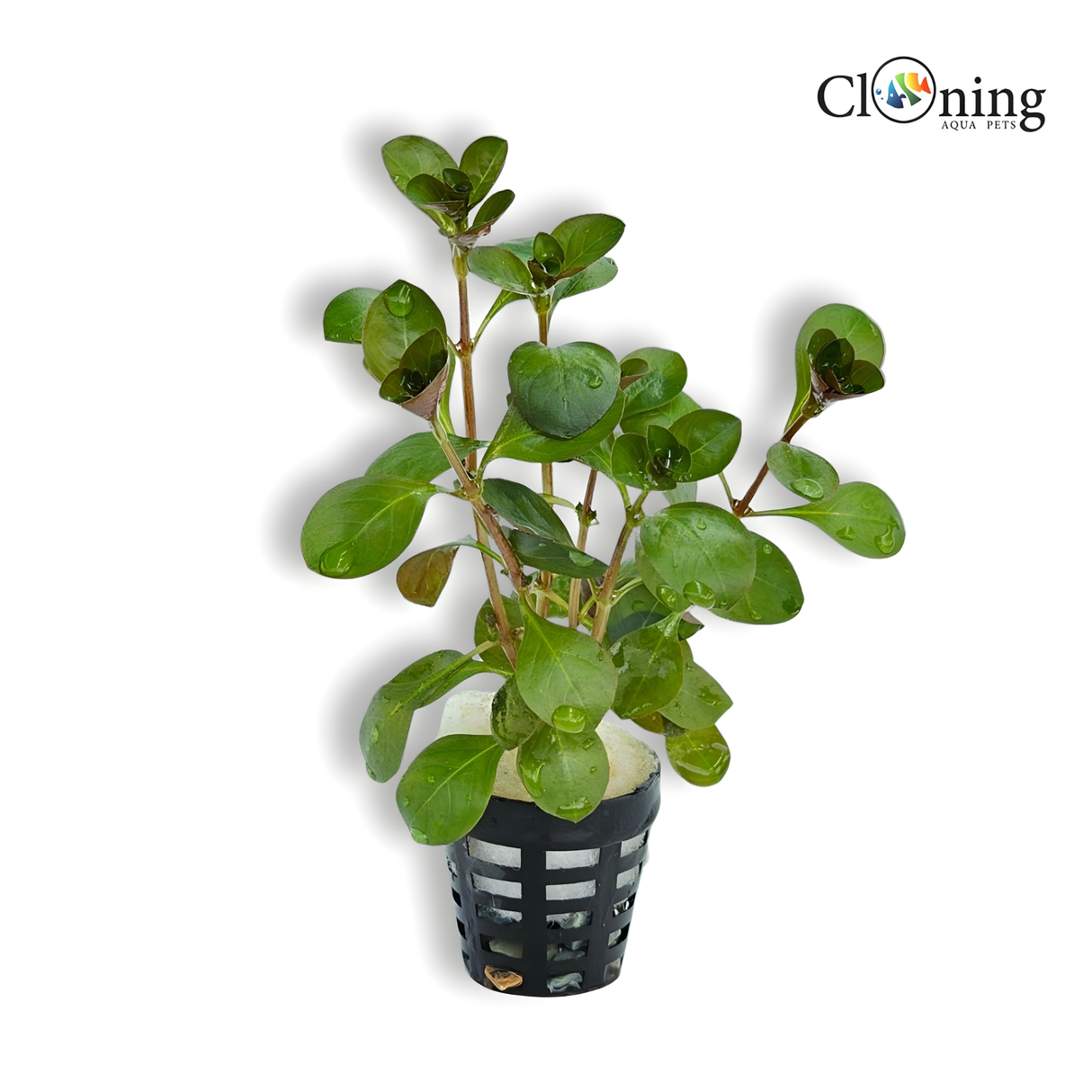 CAP Ludwigia Repens | Cup Live Plant