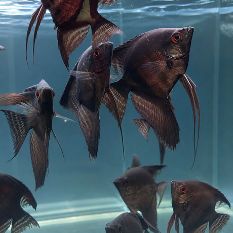 Live Fish Black  Manacapuru | Single