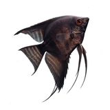 Live Fish Black  Manacapuru | Single