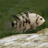 Live Fish Convict Cichlid | Single