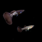 Guppy Metal Snake Skin Blue Black