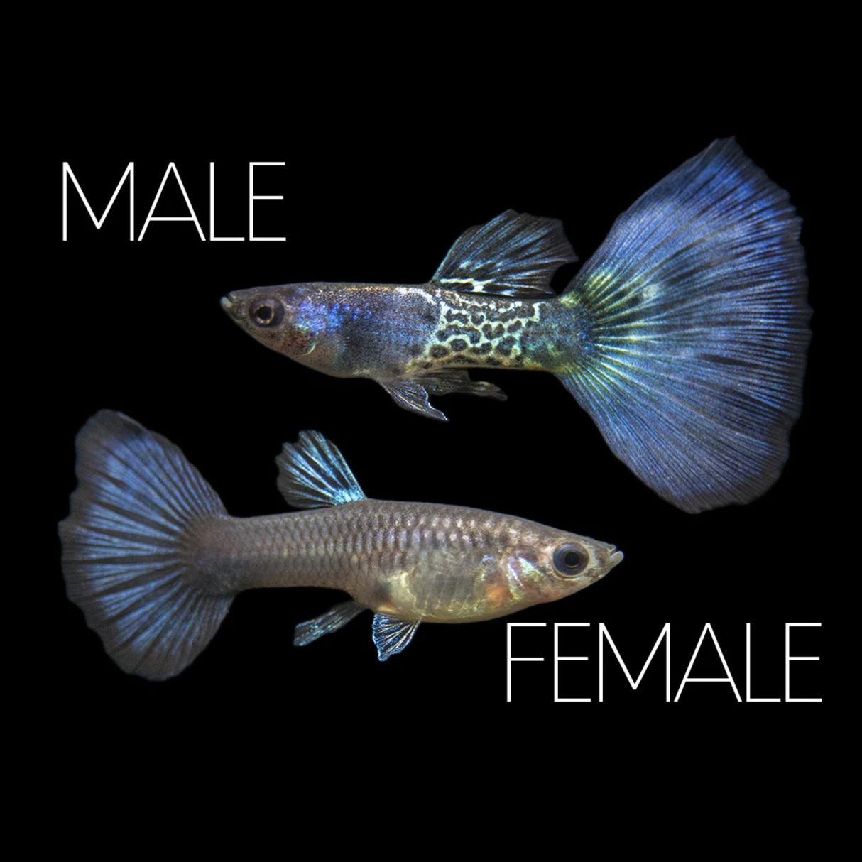 Live Fish Guppy Metal Blue Tail