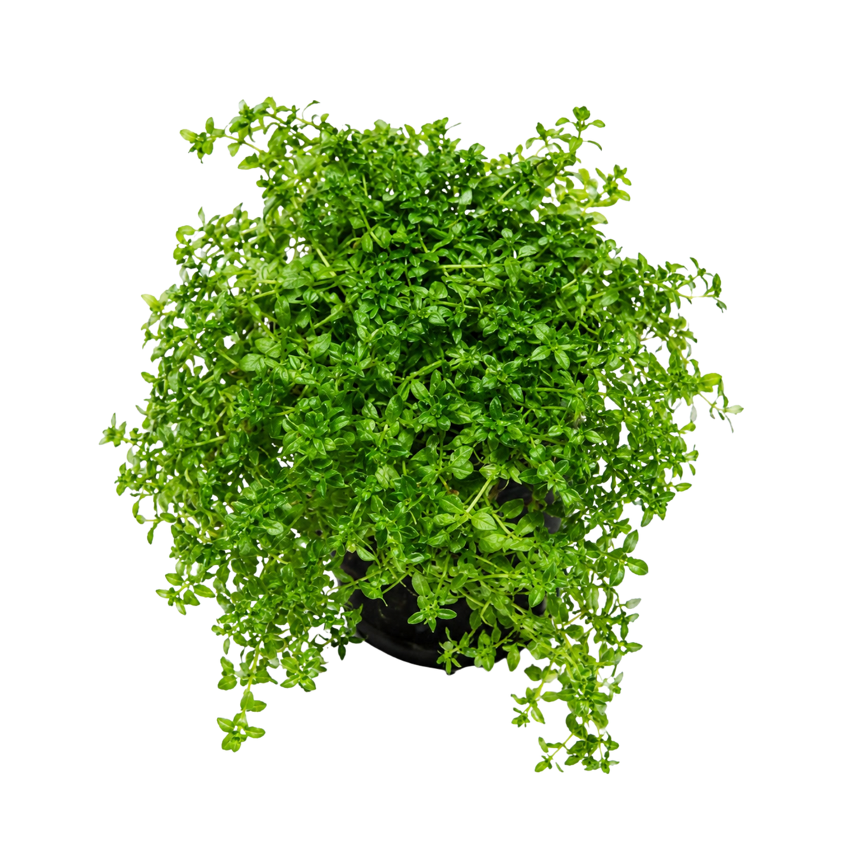 CAP  Micranthemum Micranthemoides | Live Plant
