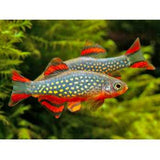 Live Fish Galaxy Rasbora Adult | Single