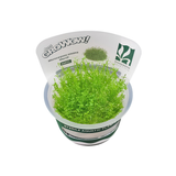 Sreepadma A59 Microcarpea minima merrill  | TC Live Plants