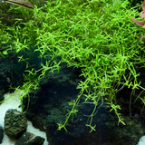 Sreepadma A59 Microcarpea minima merrill  | TC Live Plants
