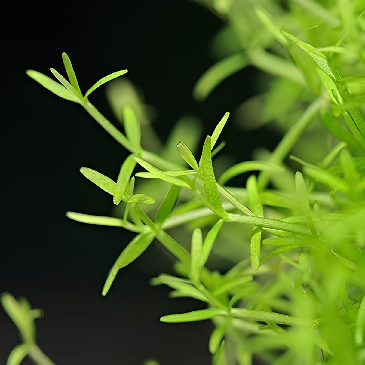 Sreepadma A59 Microcarpea minima merrill  | TC Live Plants