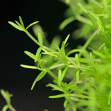 Sreepadma A59 Microcarpea minima merrill  | TC Live Plants