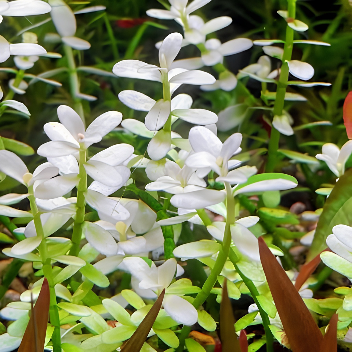 Sreepadma C125 Bacopa Monniera Platinum | TC Live Plant